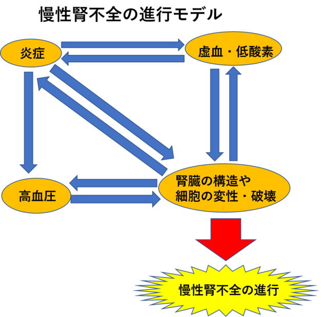 慢性腎不全の進行モデル.png